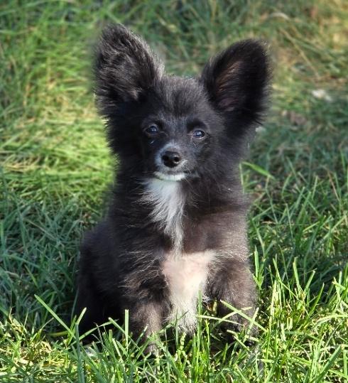 F1B PAPERANIAN PUPPIES