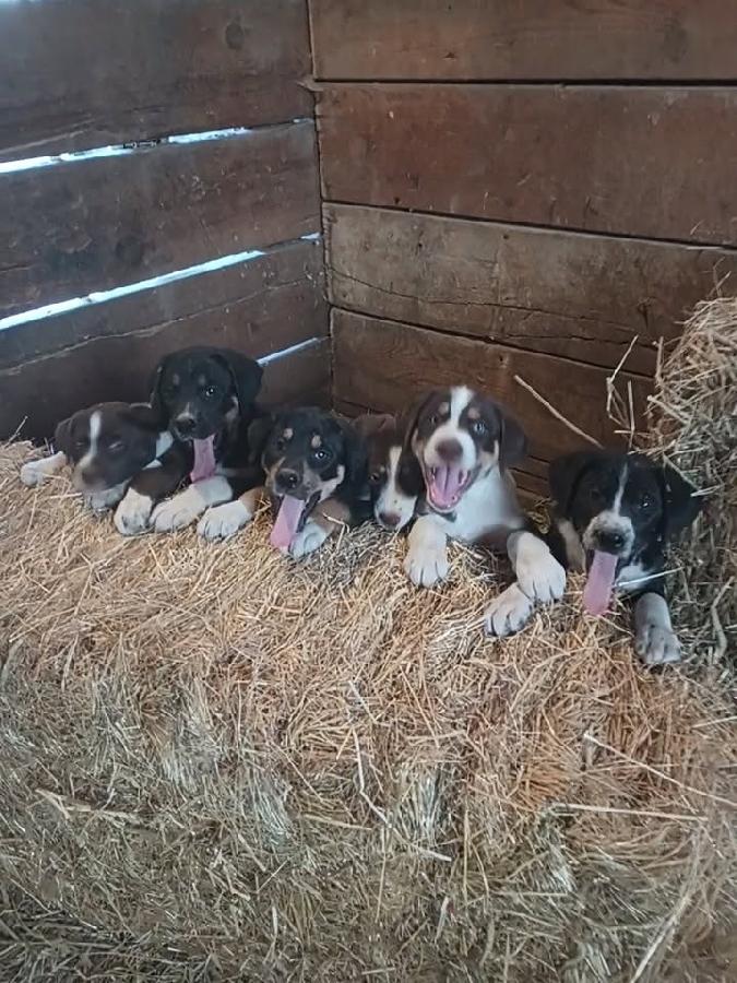 BORDER COLLIE CATAHOULA CROSS