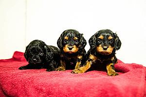 F1 CAVAPOO PUPPIES 