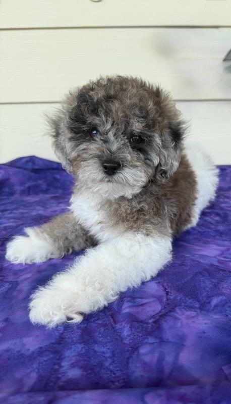 POMAPOO PUPPIES & TOY MINIATURE POODLE