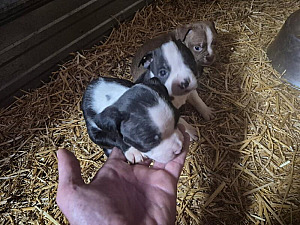 OLDE BOSTON BULLDOG PUPPIES