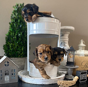 ADORABLE YORKIE/ DACHSHUND PUPPIES