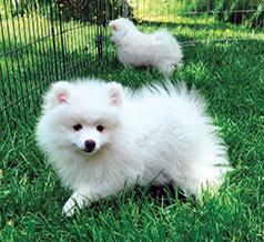 AKC TOY AMERICAN ESKIMOS 