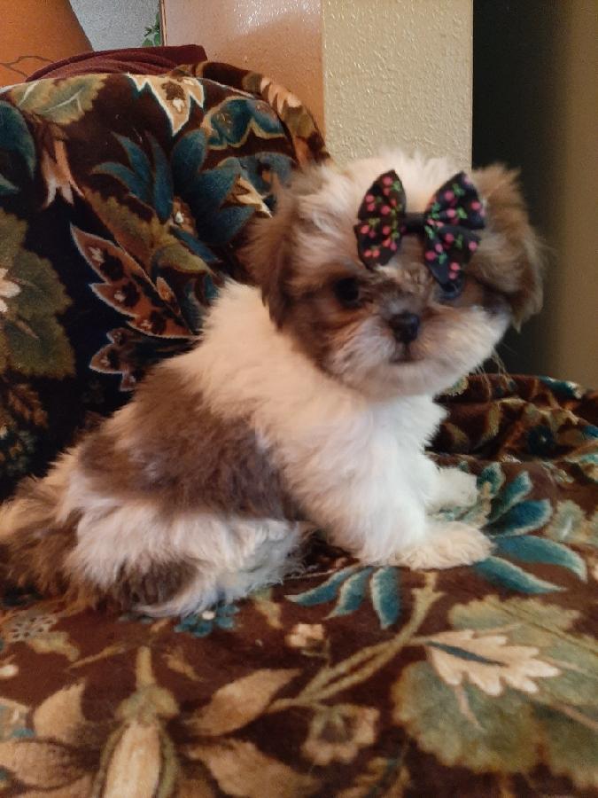 PRECIOUS SMALL AKC SHI TZU PUPPIES