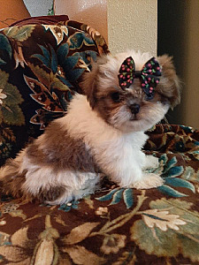 PRECIOUS SMALL AKC SHI TZU PUPPIES