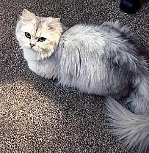 THREE YEAR OLD LONG HAIR BRITISH SHORTHAIR