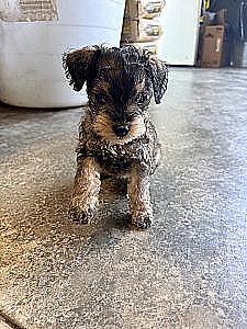 PUREBRED MINI/ TOY SCHNAUZER MALE PUPPIES