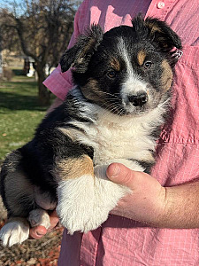 MINI AUSSIE PUPPIES