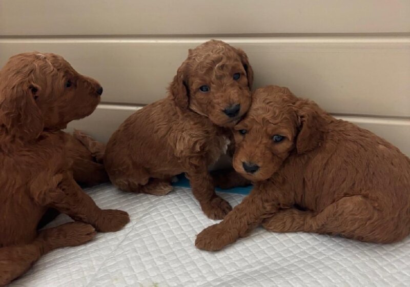 F1BB GOLDENDOODLE PUPPIES