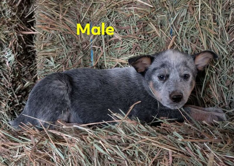 MALE HEELER PUPPY