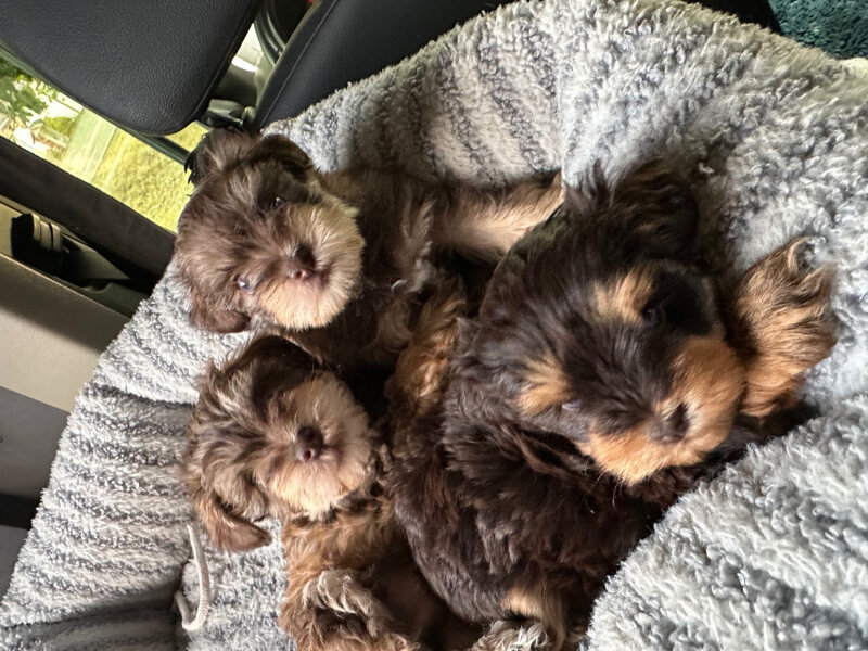 GROGEOUS TOY/ MINI SCHNAUZERS