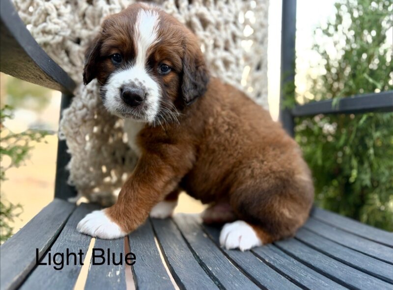 ST. BERNESE PUPPIES