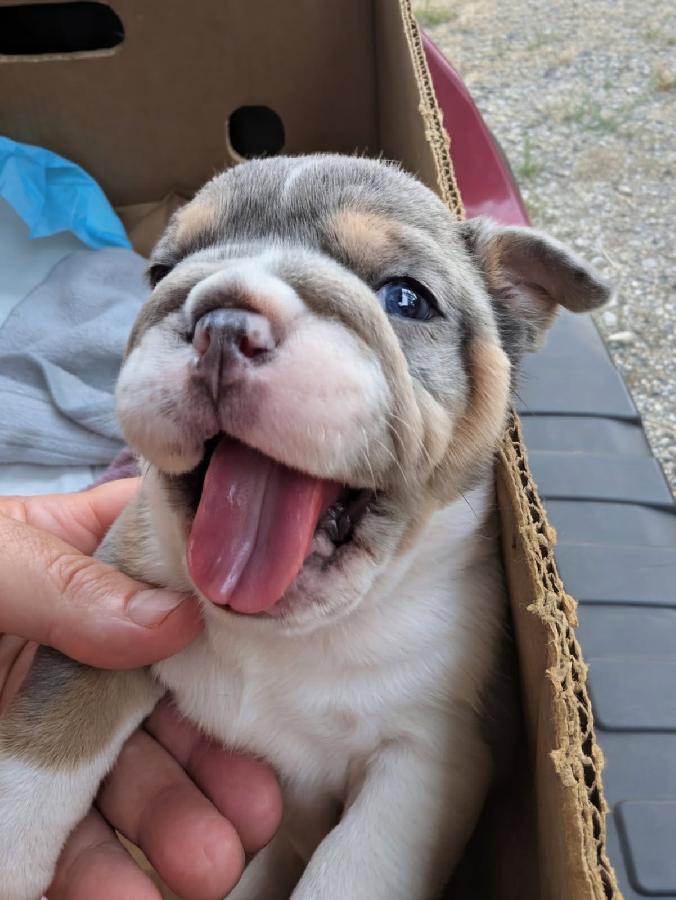 AKC REG. ENGLISH BULLDOG PUPPIES