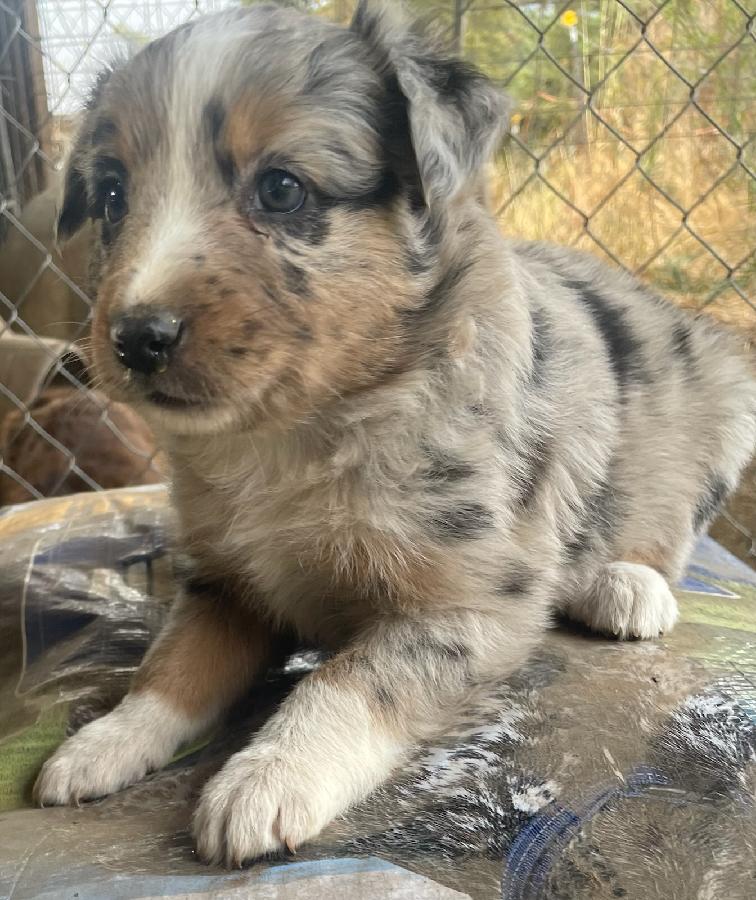 AUSTRALIAN SHEPHERD PUPPIES ALSO HAVE BORDER COLLIE/