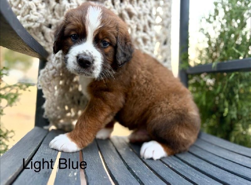 ST. BERNESE PUPPIES