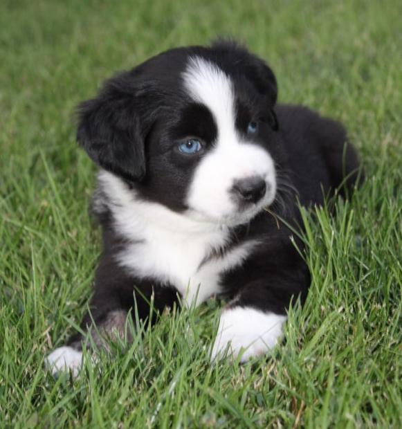 MINI AUSTRALIAN SHEPHERD PUPPIES
