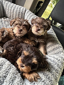 GROGEOUS TOY/ MINI SCHNAUZERS