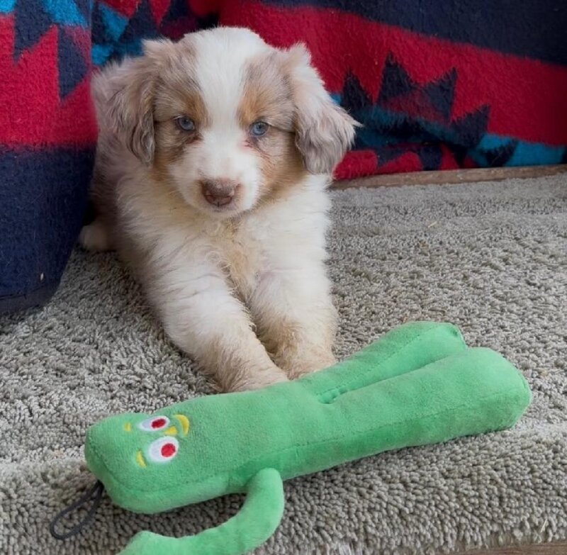 MINI AUSSIES