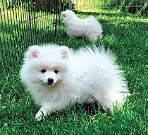 AKC TOY AMERICAN ESKIMOS 