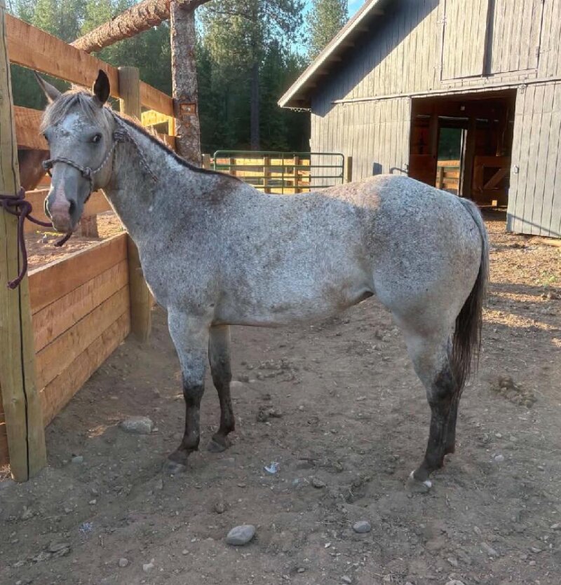 SWEET APPALOOSA MARE