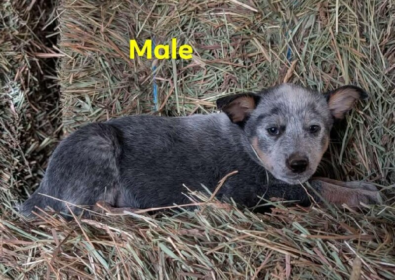 MALE HEELER PUPPY