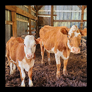 HEREFORD HEIFER 