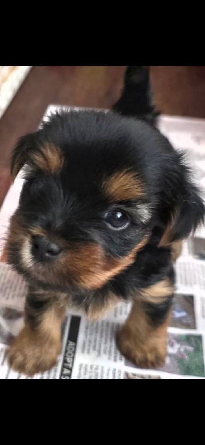 BEAUTIFUL YORKIE & MORKIE PUPPIES 