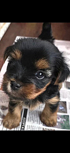 BEAUTIFUL YORKIE & MORKIE PUPPIES 