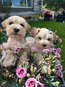BEAUTIFUL TOY/ MINI SCHNAUZERS