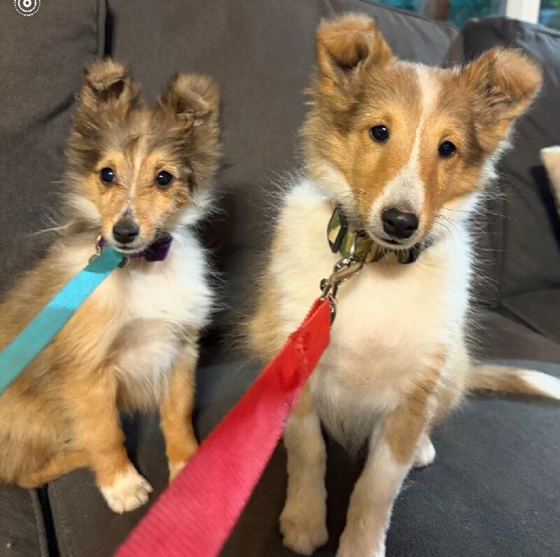 SHETLAND SHEEPDOG PUPPIES