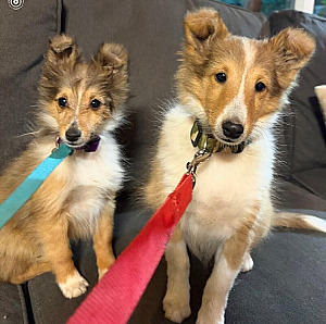 SHETLAND SHEEPDOG PUPPIES