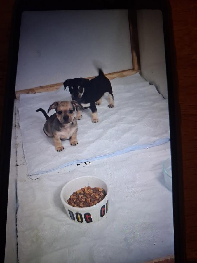 CHIWEENIE MIX PUPPIES 