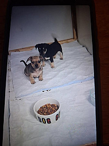 CHIWEENIE MIX PUPPIES 