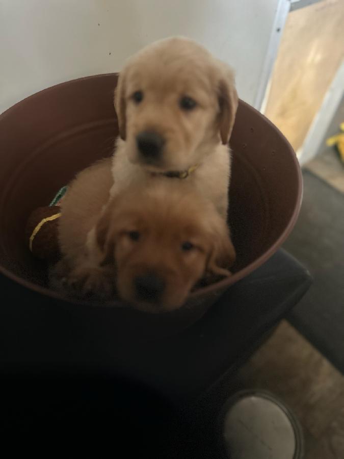 GENERATIONS OF QUALITY BREEDING AKC GOLDEN RETRIEVERS