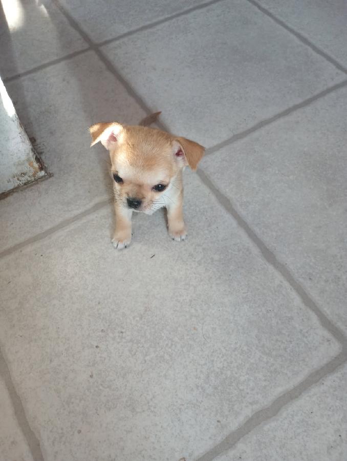 PUREBRED MALE CHIHUAHUA