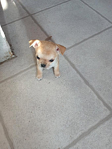 PUREBRED MALE CHIHUAHUA