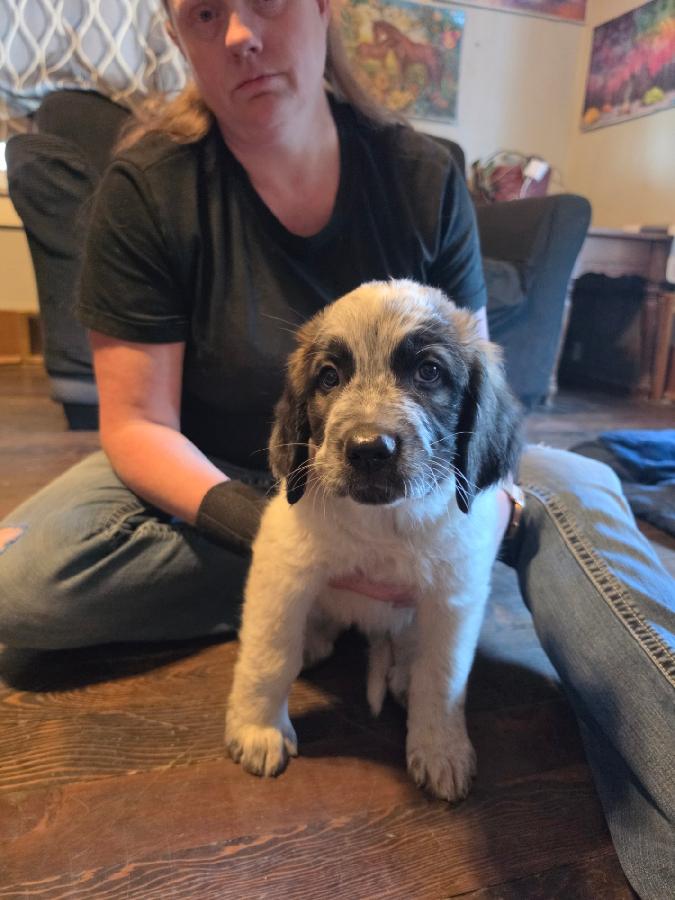 ST. BERNARD/ NEWFOUNDLAND/ GERMAN SHEPHERD MIXES
