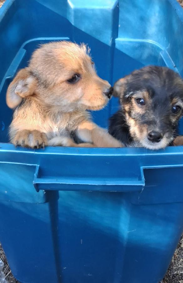 SCOTTIE/ YORKIE TERRIER MIX PUPPIES