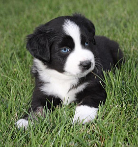 MINI AUSTRALIAN SHEPHERD PUPPIES