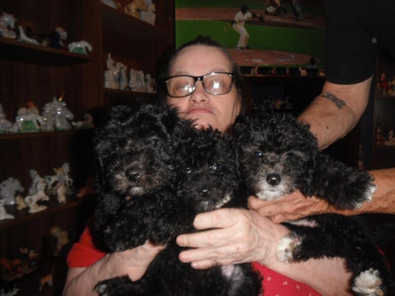 THREE ADORABLE TERRI POO PUPPIES