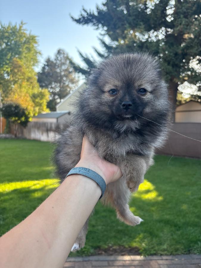 PUREBRED POMERANIAN PUPPIES 