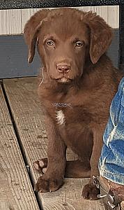 CHESAPEAKE BAY RETRIEVER PUPPIES