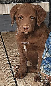 CHESAPEAKE BAY RETRIEVER PUPPIES