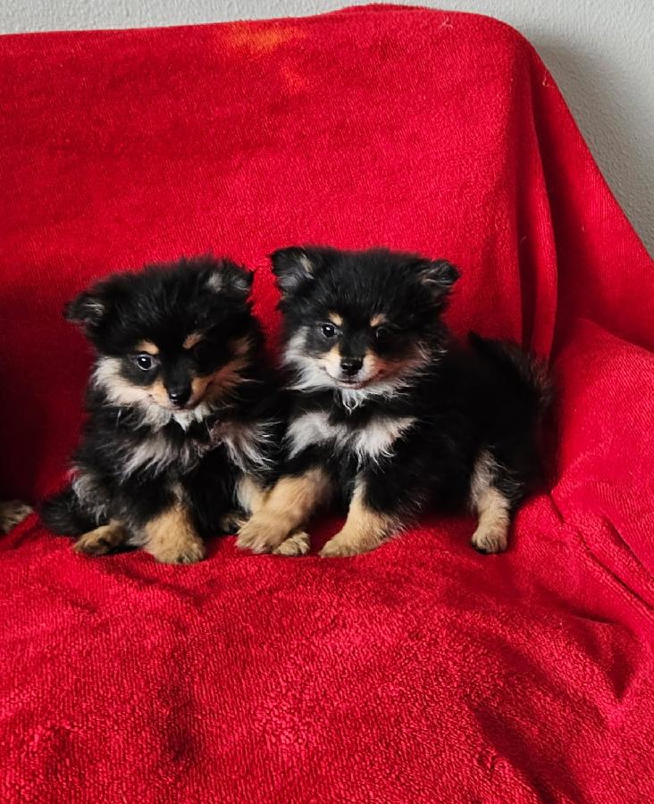 POMERANIAN PUPPIES