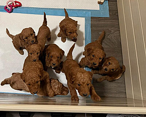 F1BB GOLDENDOODLE PUPPIES