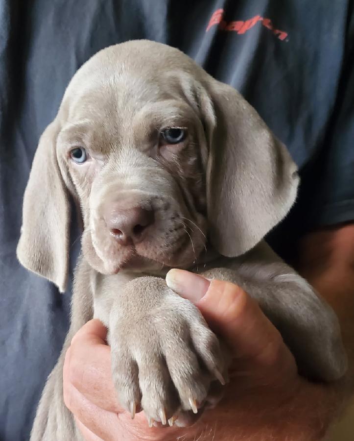 AKC WEIMARANER PUPPIES 