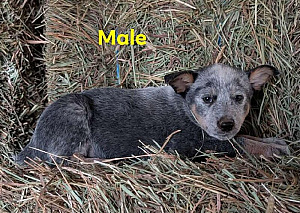 MALE HEELER PUPPY