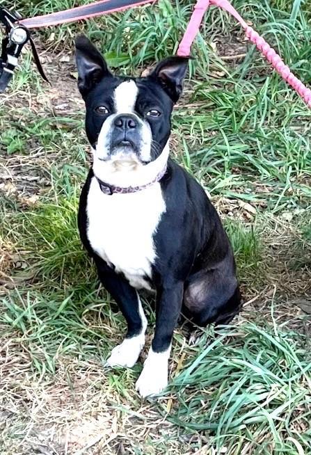 SPAYED PUREBRED BOSTON