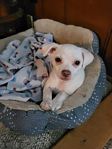 FEMALE CHI CHI PUPPY