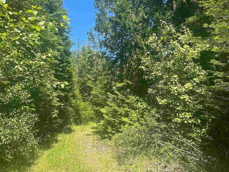 STUNNING 36 TREED ACRES IN USK
